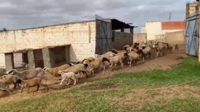 Marruecos celebra el Aid al Adha sin el sacrificio de cordero