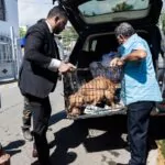Ayuntamiento de Santiago rescata perro víctima de maltrato con perdigones