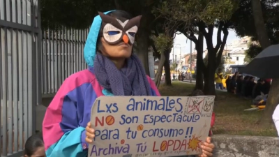 Victoria para los animalistas: rechazan ley que permitía espectáculos con animales en ecuador