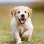 Brasil prohíbe tatuajes y piercings en perros y gatos con penas de hasta 5 años de cárcel