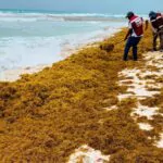 Comerciantes exigen acciones ante inminente llegada del sargazo