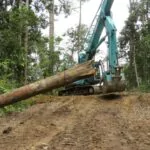 Preocupación en Constanza por tala de árboles con permisos oficiales