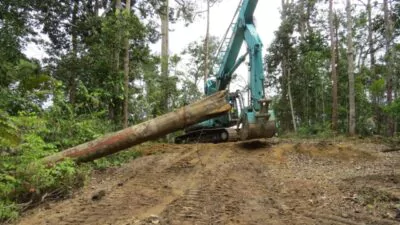 Preocupación en Constanza por tala de árboles con permisos oficiales