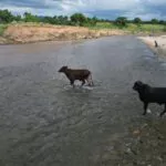 Recuperan ganado robado en Dajabón, tras ser llevado a Haití