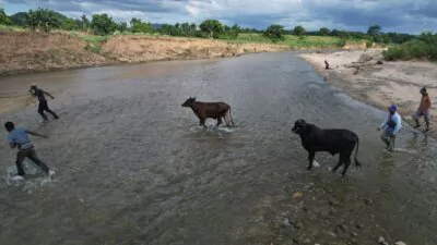 Recuperan ganado robado en Dajabón, tras ser llevado a Haití
