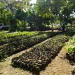 Jardín Botánico Nacional y la Digecac buscan incrementar la producción de plantas endémicas