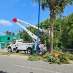 Digecac embellece el Boulevard de Juan Dolio con operativo de poda y siembra de guayacanes