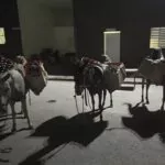 Abandonan contrabando de bebidas alcohólicas que era transportado en burros en San Juan de la Maguana