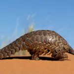 EEUU refuerza protección del pangolín, mamífero más traficado del mundo