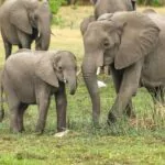 Zimbabue autoriza el sacrificio de 50 elefantes por sobrepoblación en una reserva natural