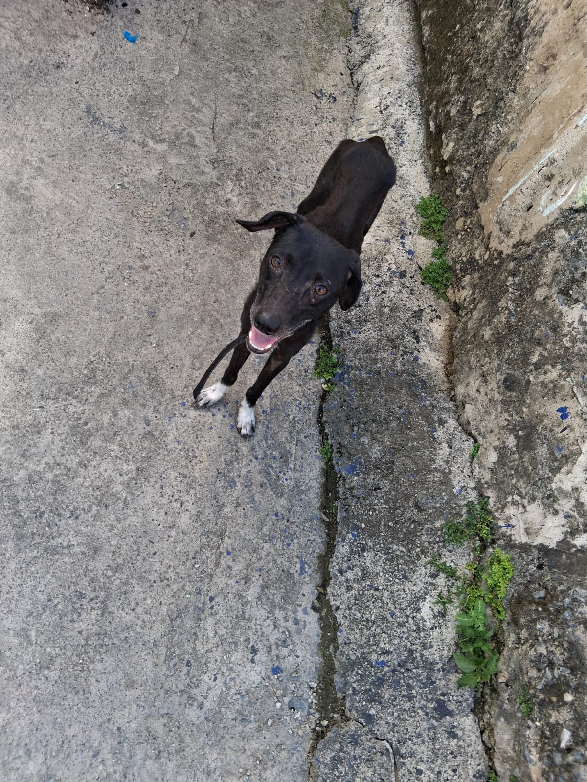 Perro negro mirando hacia arriba en acera gris