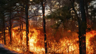 Incendio forestal afectó unas 500 tareas de bosque en Valle Nuevo