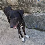 Vecinos de Los Guaricanos piden ayuda para perrita en condición vulnerable