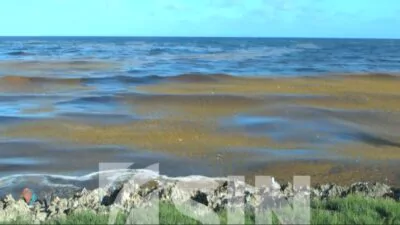 Polvo de Sahara y sargazo amenazan el turismo en República Dominicana
