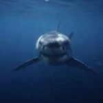 Niña de 9 años resulta herida por ataque de tiburón en playa de Florida