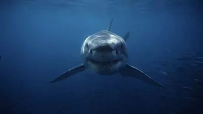 Niña de 9 años resulta herida por ataque de tiburón en playa de Florida