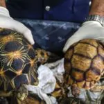 La Aduana china intercepta a una viajera con 30 tortugas vivas escondidas entre su ropa