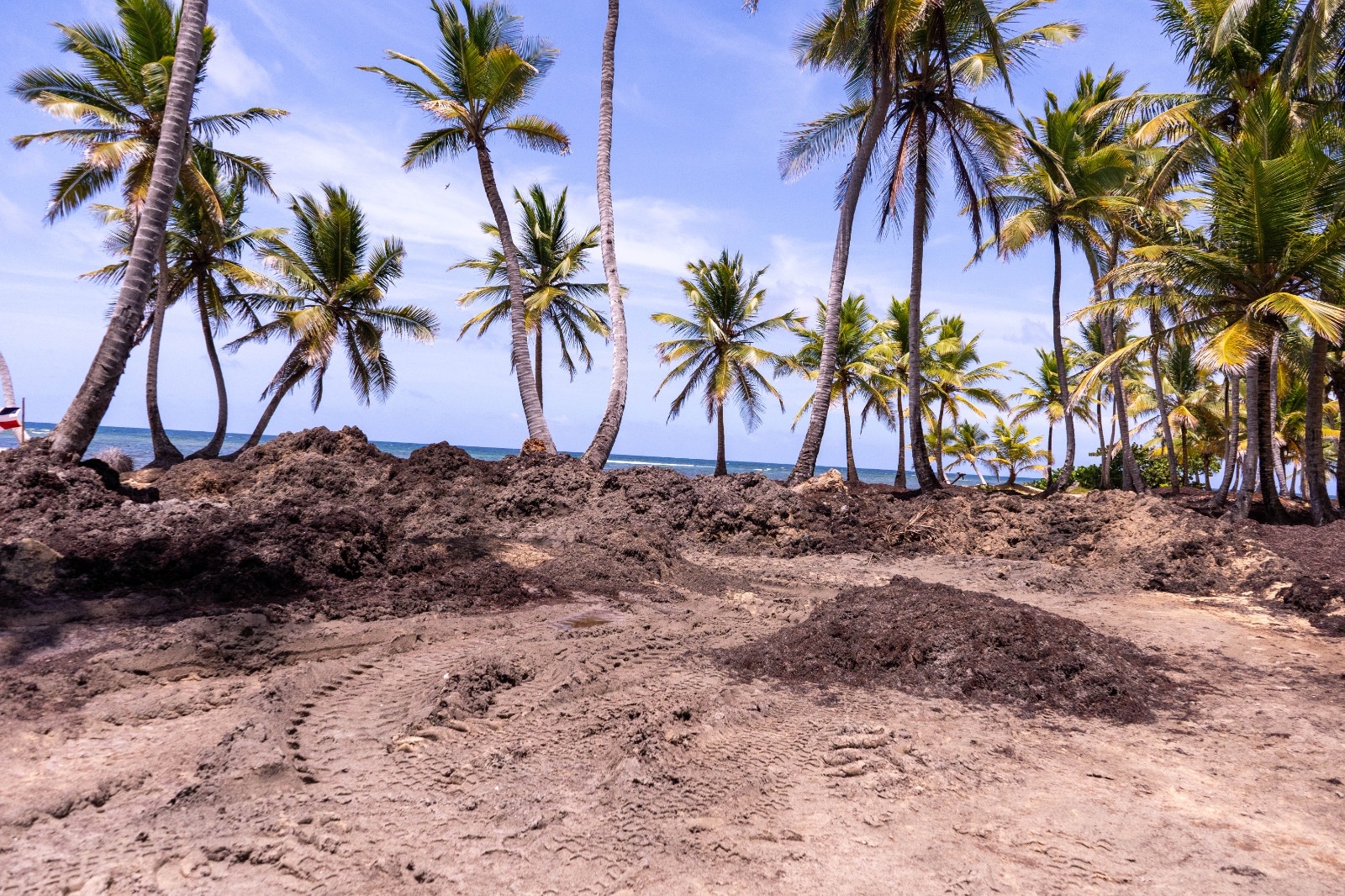Playa con algas y palmeras al fondo